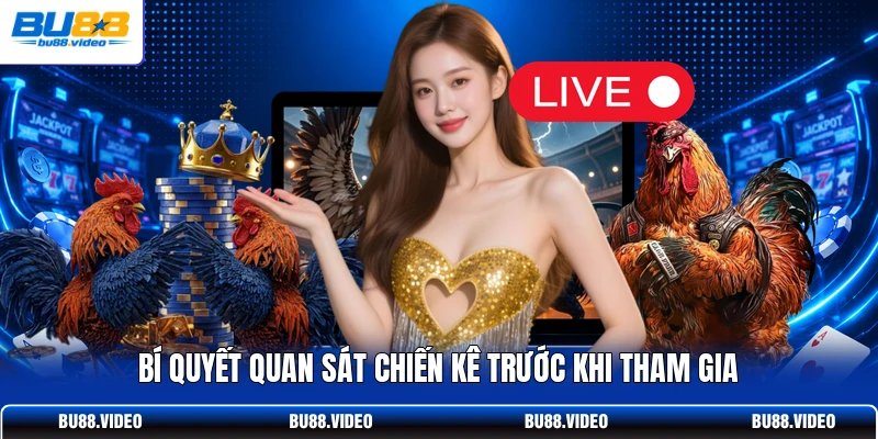 Bí quyết quan sát chiến kê trước khi tham gia