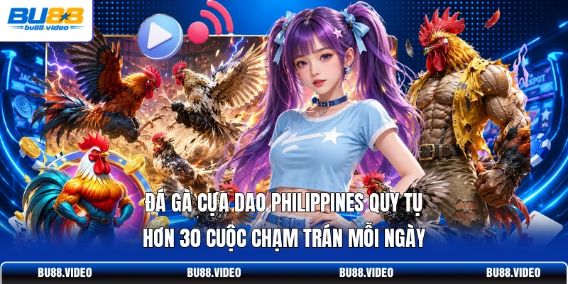 Đá gà cựa dao Philippines quy tụ hơn 30 cuộc chạm trán mỗi ngày