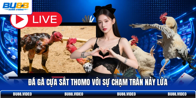 Đá gà cựa sắt Thomo với sự chạm trán nảy lửa